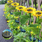 🌻 50% RABATT NU! 🌞 Solros Solenergidriven Trädgårdslykta – LED-belysning & Realistisk Design ✨