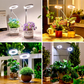 💡 50% RABATT! 🌱 LED Ängel Ring Växtlampa för Inomhusväxter – Fullt Spektrum, Energisnål & Perfekt För Optimal Tillväxt Oavsett Årstid 🌿